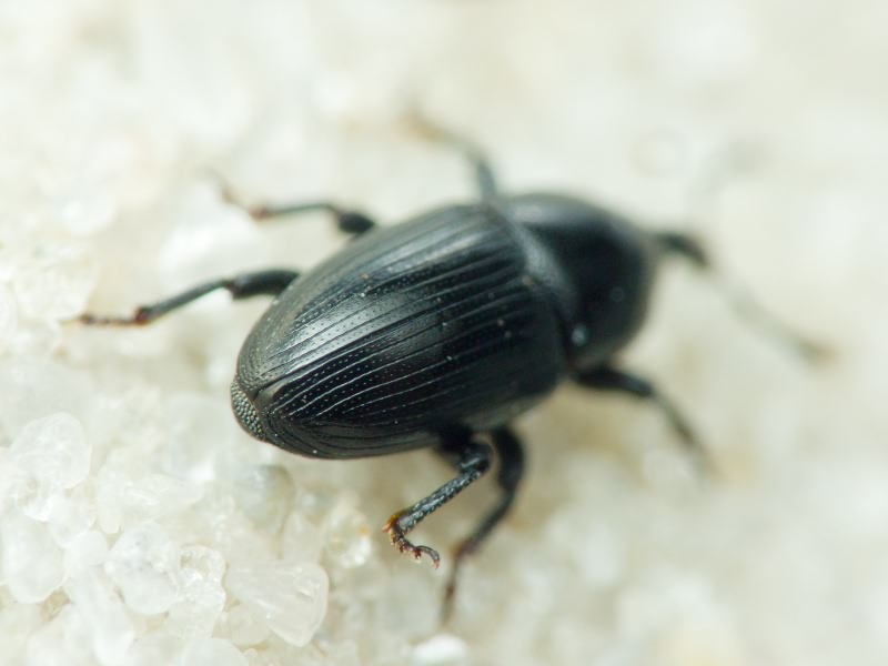 Melanobaris laticollis (Marsham, 1802)